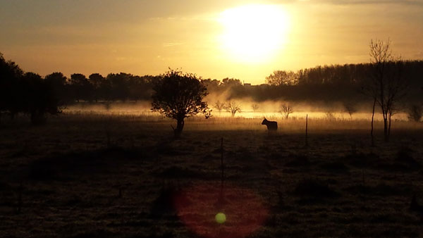 Wandelen in de Broekpolder in Vlaardingen met Tineke Franssen