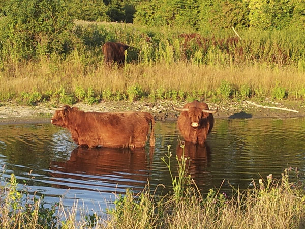 Neem contact op met Tineke Franssen - wandelcoach, supervisie en training -Vlaardingen