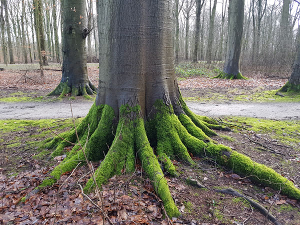 Teamcoaching in de natuur met Tineke Franssen